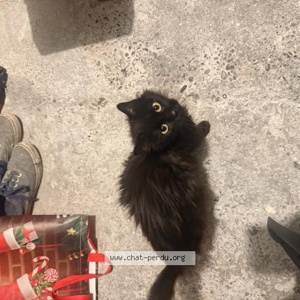 Photo 1/1 Abysse Chat lost in Fleurance