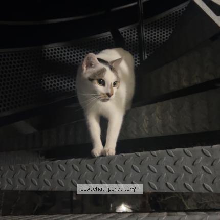 Photo 1/1 Found cat Found in Meyzieu