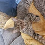 Picture of cat lost at Carbonne