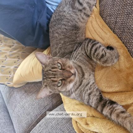 Photo 1/1 Nala Chat lost in Carbonne