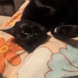 Picture of cat lost at Gilmer