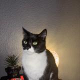 Picture of cat lost at Peyruis