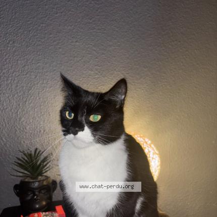 Photo 1/1 nala Chat lost in Peyruis