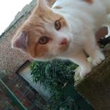 Picture of cat found at Hirson