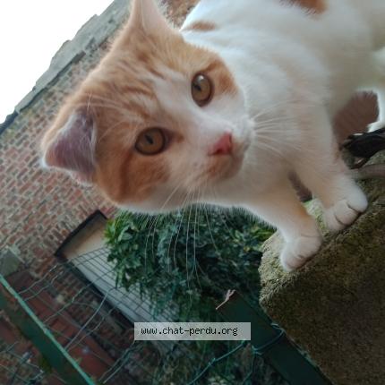 Photo 1/1 Found cat Found in Hirson