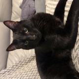 Picture of cat lost at Le Raincy