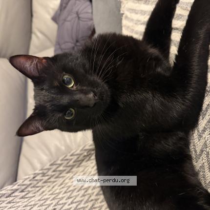 Photo 1/1 Gatous Chat lost in Le raincy