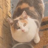 Picture of cat found at Chicago Heights