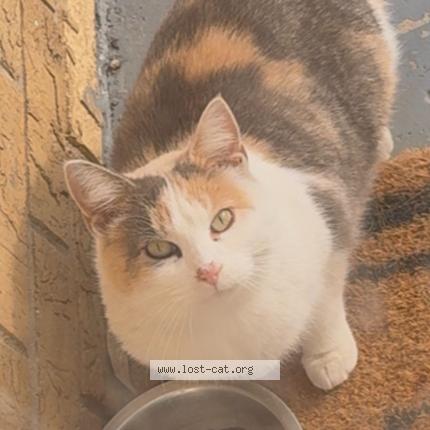 Photo 1/1 Found cat Found in Chicago heights