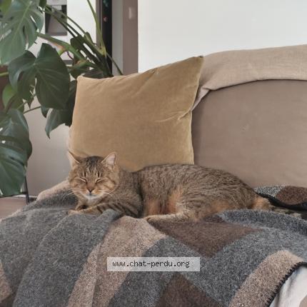 Photo 1/1 Milky Chat lost in Noailles