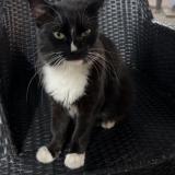 Photo of a cat found in Caracas