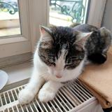 Picture of cat found at Le Vilhain