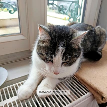 Photo 1/5 Found cat Found in Le vilhain