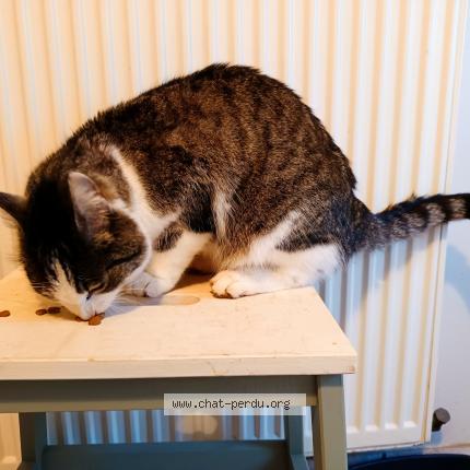 Photo 2/5 Found cat Found in Le vilhain