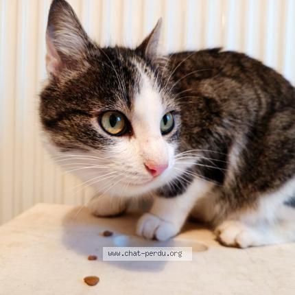 Photo 3/5 Found cat Found in Le vilhain