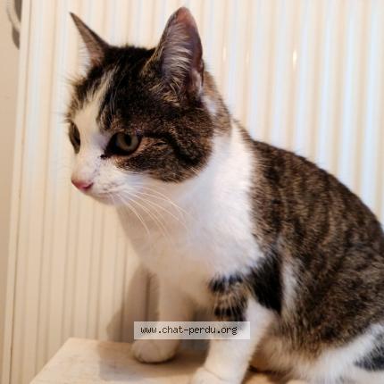 Photo 4/5 Found cat Found in Le vilhain