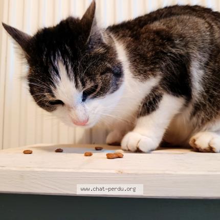 Photo 5/5 Found cat Found in Le vilhain