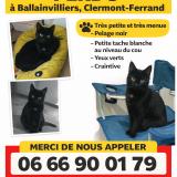 Picture of cat lost at Clermont Ferrand