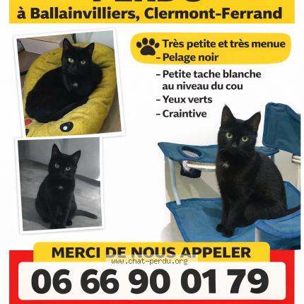 Photo 1/1 Nala Chat lost in Clermont ferrand