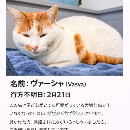 Photo 1/1 Vasya Chat lost in Sakura