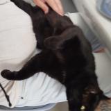 Picture of cat lost at St Sauveur