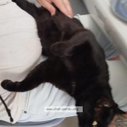 Photo 1/1 Nicolas MAHEUT Chat lost in St sauveur