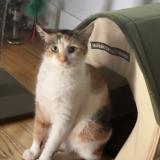 Picture of cat lost at Blue Island