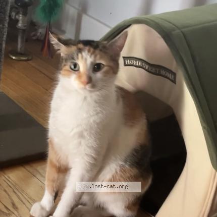 Photo 1/3 Shy Cat lost in Blue Island