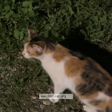 Photo 2/3 Shy Cat lost in Blue Island