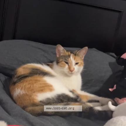 Photo 3/3 Shy Cat lost in Blue Island
