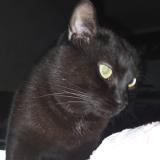 Picture of cat lost at Montignies Sur Sambre