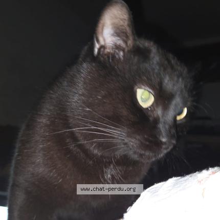 Photo 1/1 Claude Chat lost in Montignies sur sambre