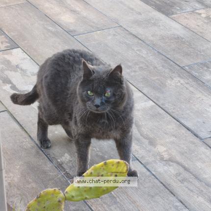Photo 1/1 Found cat Found in Aix en provence