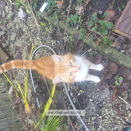 Photo 1/1 Found cat Found in Grez doiceau