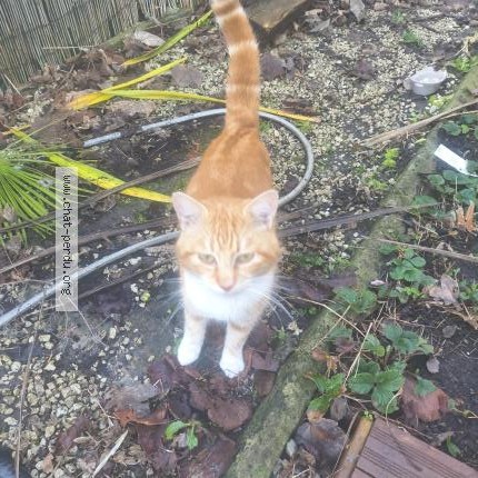 Foto 1/1 Kat gevonden Gevonden in Grez Doiceau