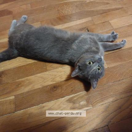 Photo 1/1 Found cat Found in La boissiere