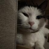 Picture of cat lost at Chauray