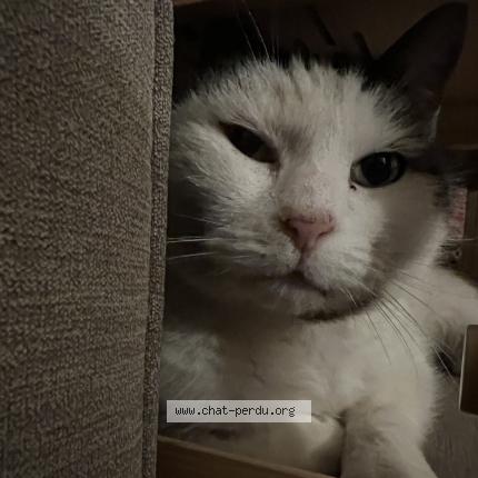 Photo 1/1 Toti Chat lost in Chauray