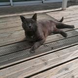 Picture of cat lost at Aytre