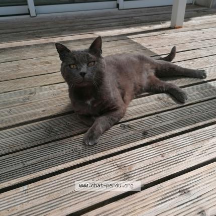 Photo 1/1 Mimi gris Chat lost in Aytre