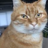 Picture of cat lost at Cappelle La Grande