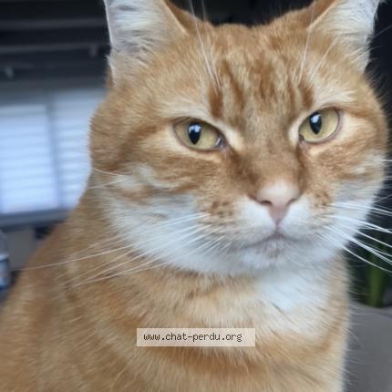 Photo 1/1 Garfield Chat lost in Cappelle la grande