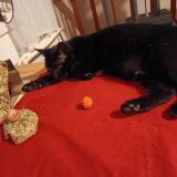 Picture of cat lost at Saint Hippolyte