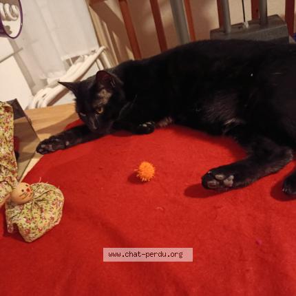 Photo 1/1 X&eacute;na Chat lost in Saint hippolyte