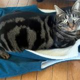 Picture of cat lost at Rosny Sous Bois