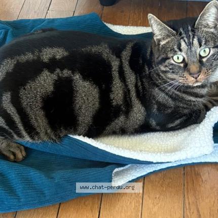 Photo 1/1 M&eacute;liodas Chat lost in Rosny sous bois