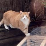 Picture of cat lost at Strasbourg