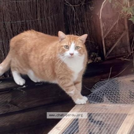 Photo 1/1 Claudine Sittler Chat lost in Strasbourg