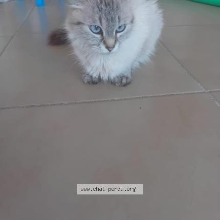 Photo 1/1 nenette Chat lost in Le rouret