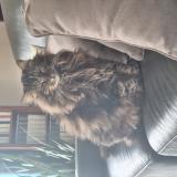 Picture of cat lost at Serignan